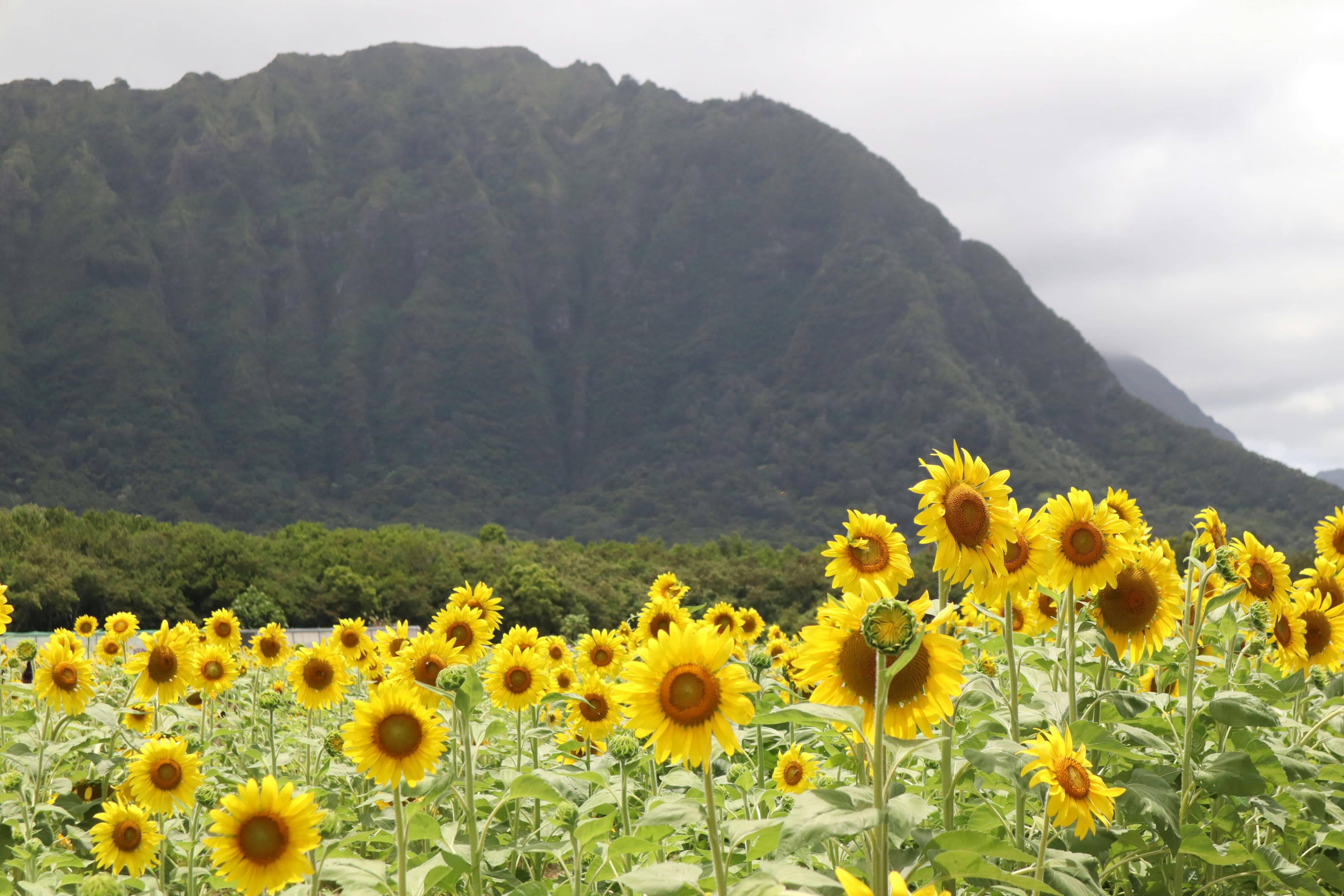 A sunflower field in front of the Koʻolau mountain range on Oahu