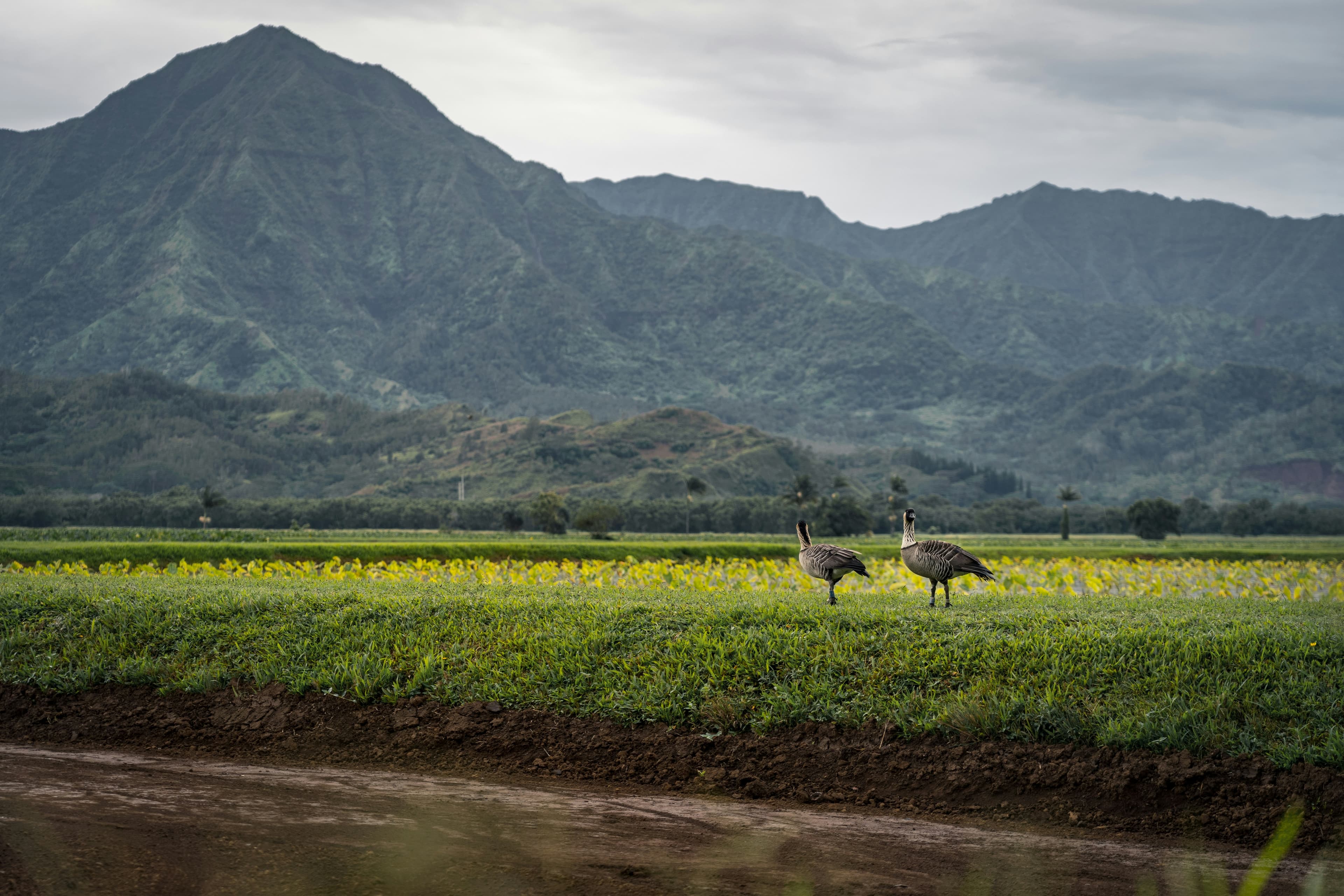 Two Hawaiian nēnē geese stand in a taro field with the Kauai mountains rising in the background